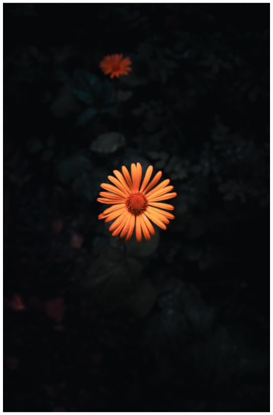 Marguerite à Châtel-Guyon, vue au grand-angle – photographie d'art de Mr Déclenche