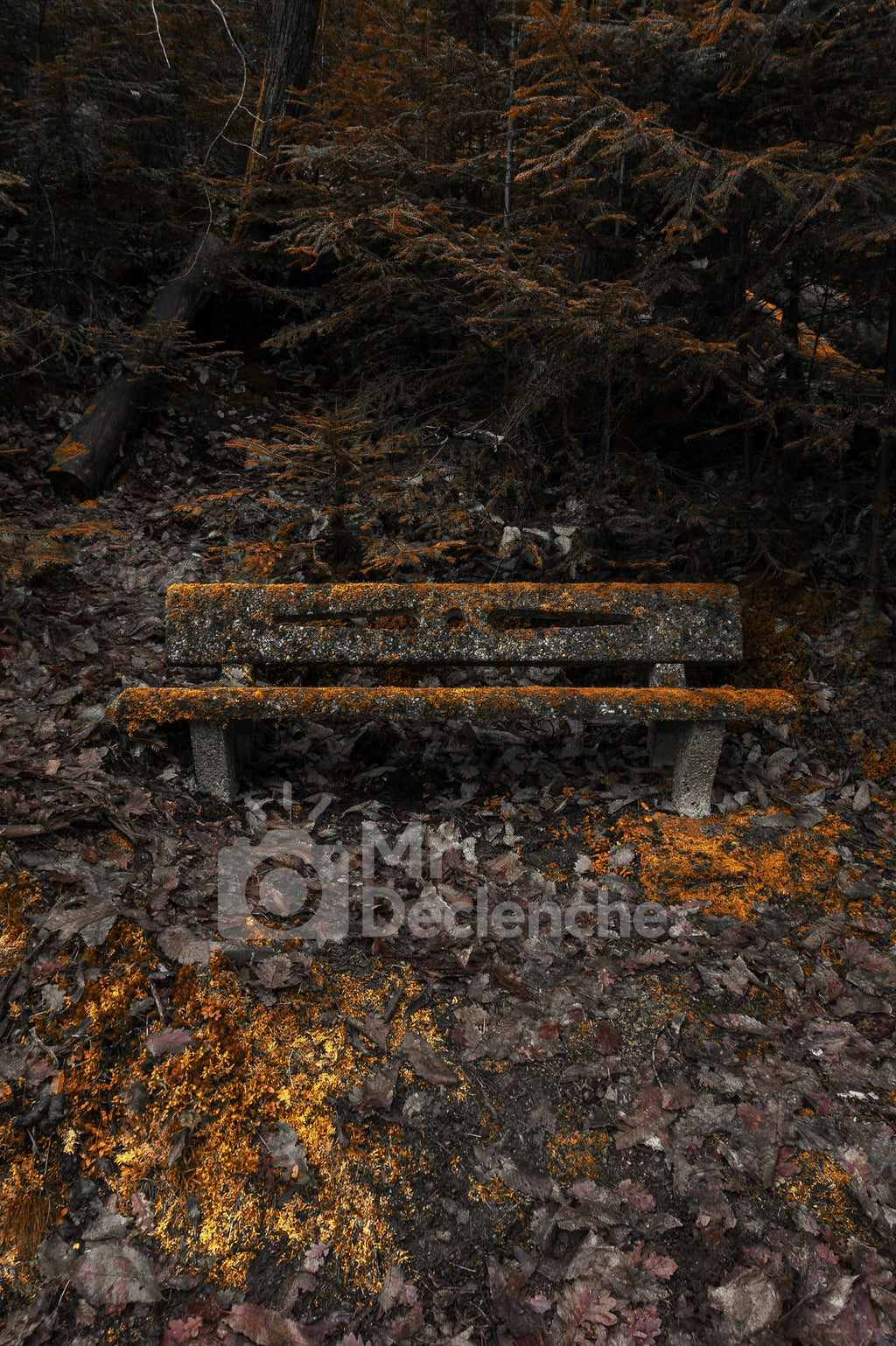 Le banc moussu – photographie MrDéclenche.
