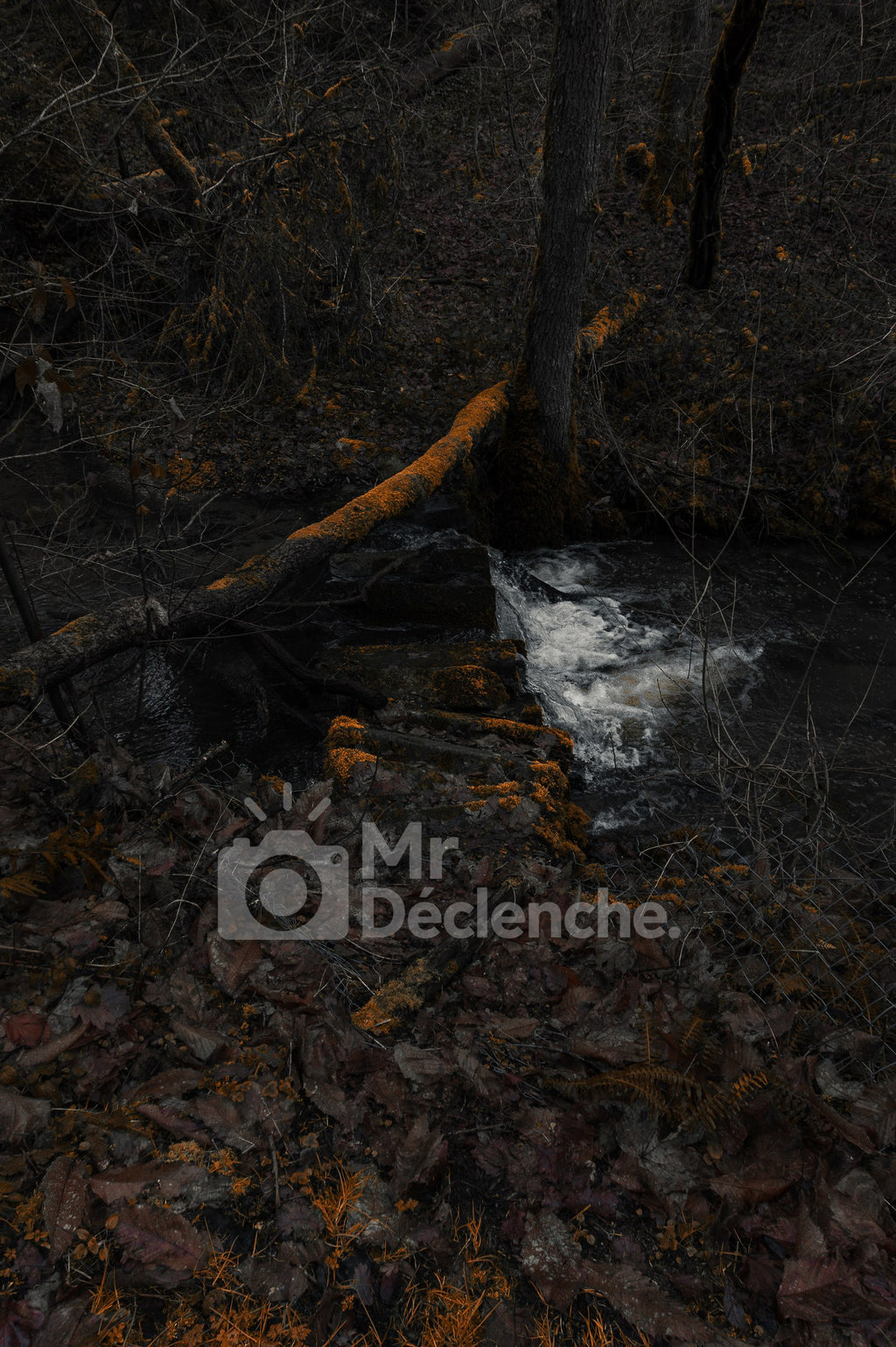La source sous les branches – photographie MrDéclenche.
