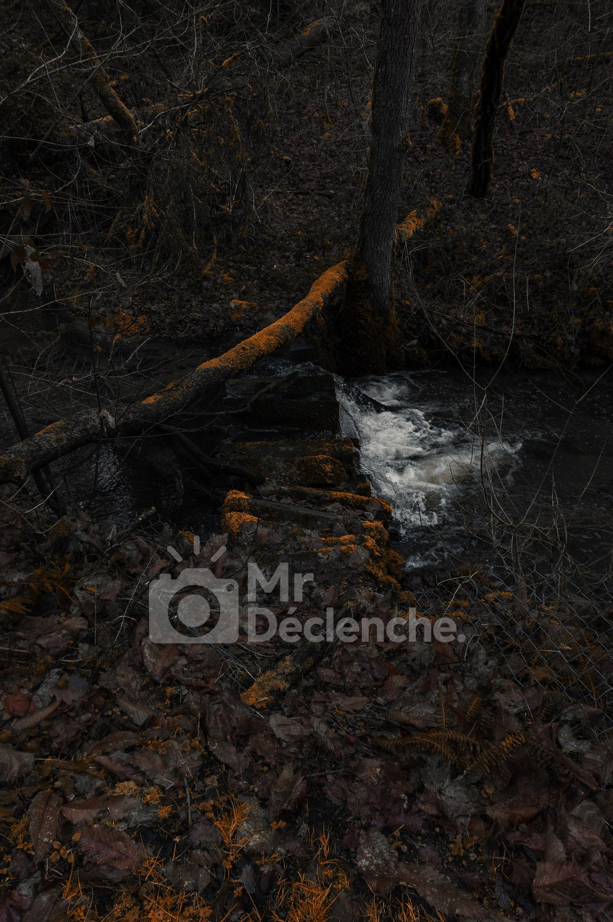 La source sous les branches – photographie MrDéclenche.