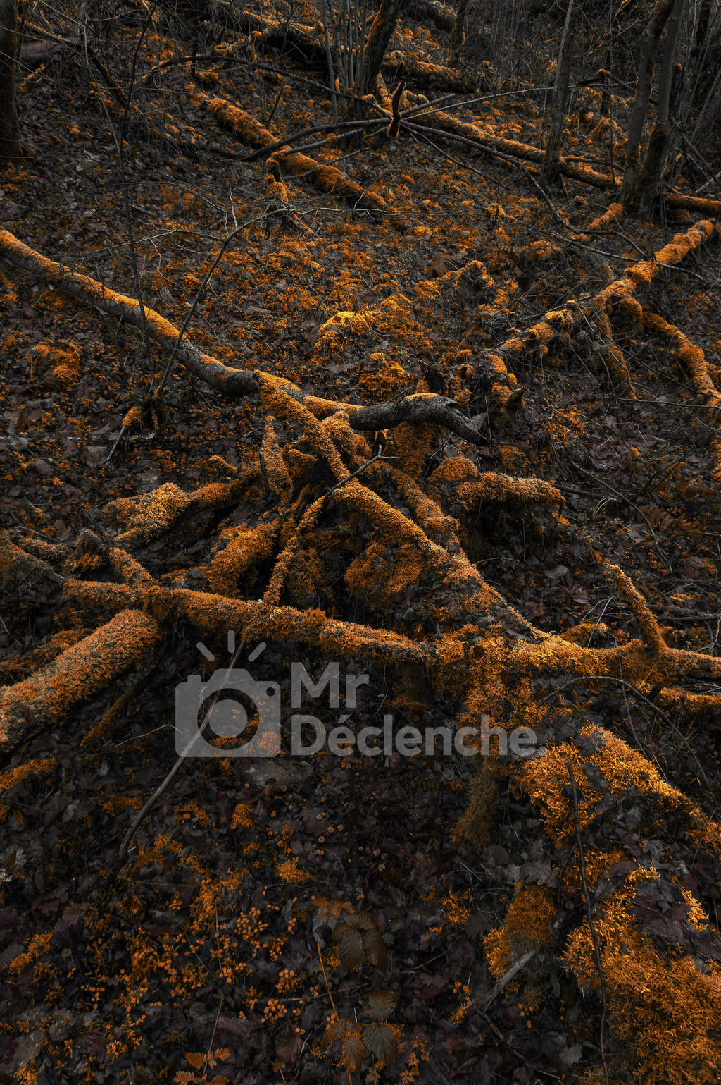 Les branches dorées – photographie MrDéclenche.