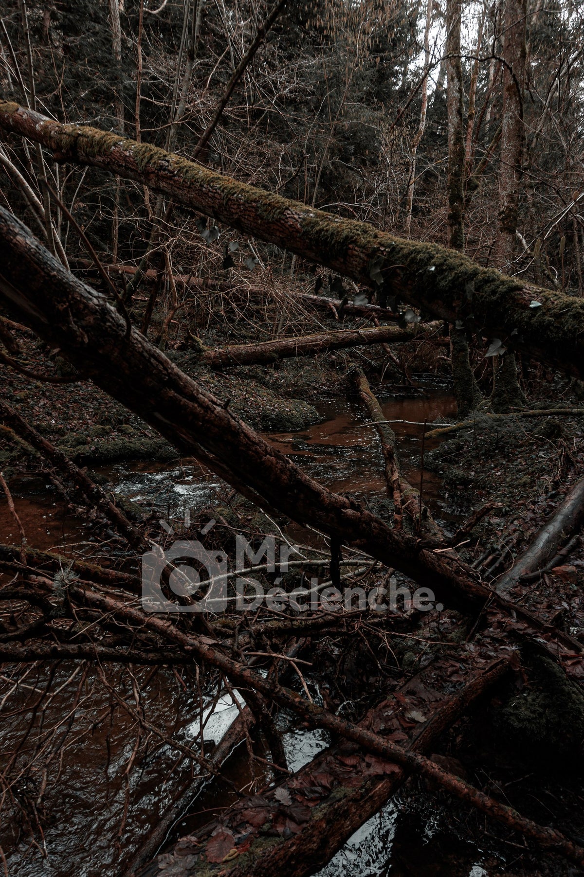 L'enchevêtrement – photographie MrDéclenche.