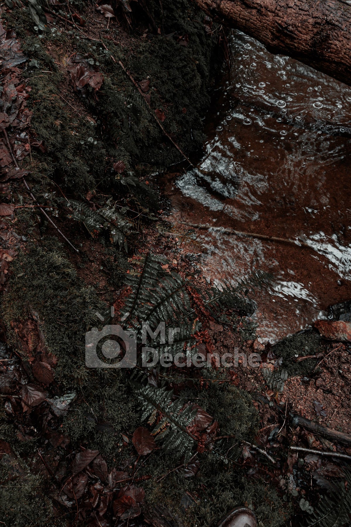 La fougère et l'eau rousse – photographie MrDéclenche.