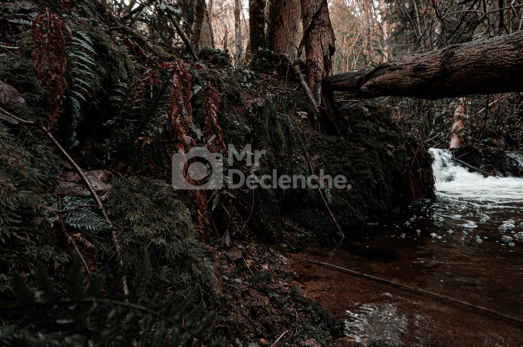 La chute derrière la souche – photographie MrDéclenche.