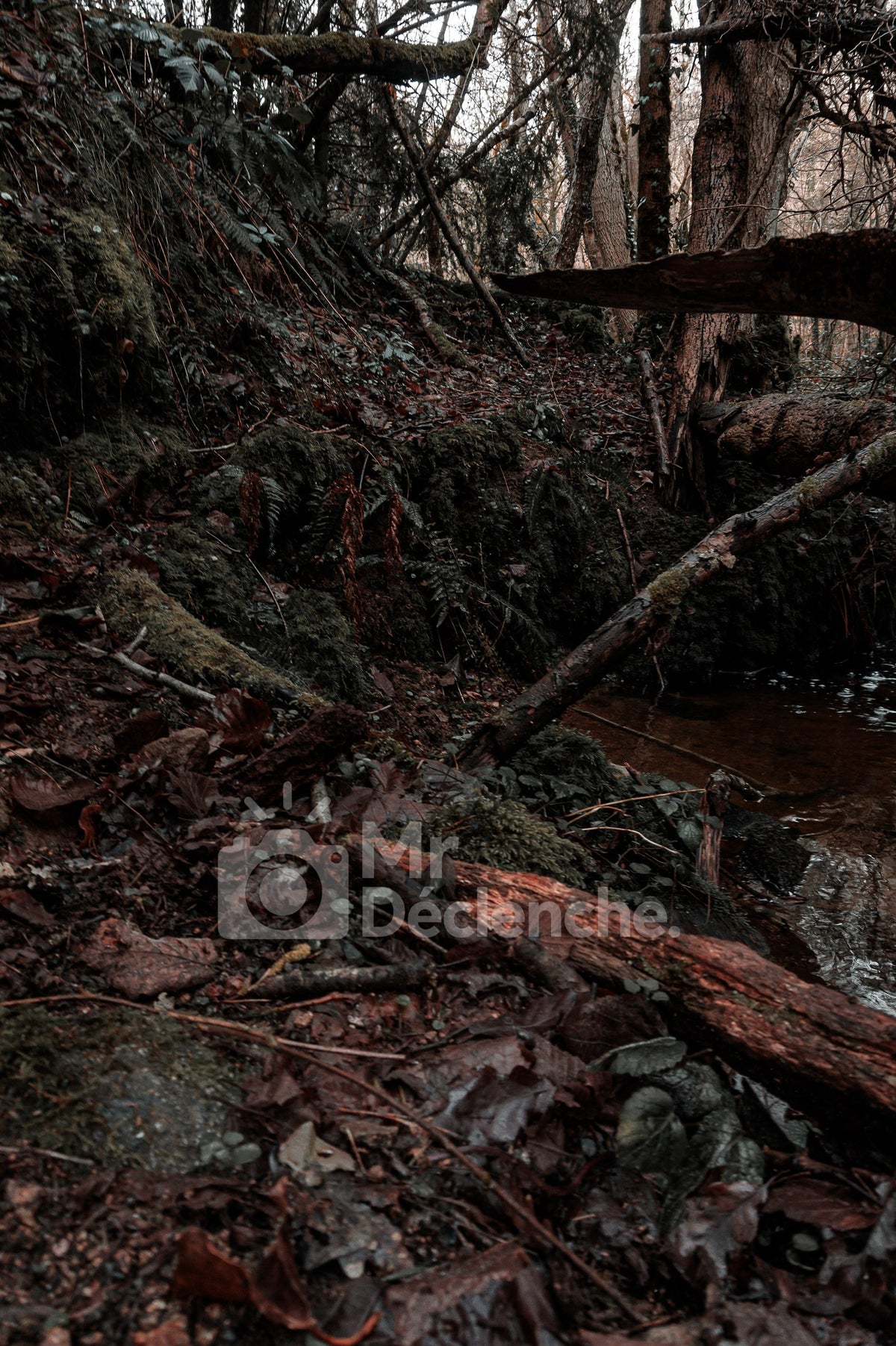 Le sentier du ruisseau – photographie MrDéclenche.