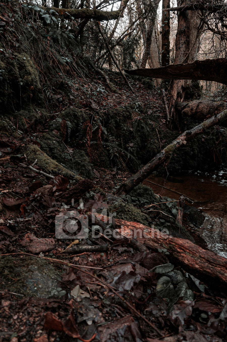 The Creek Trail on Alu Dibond
