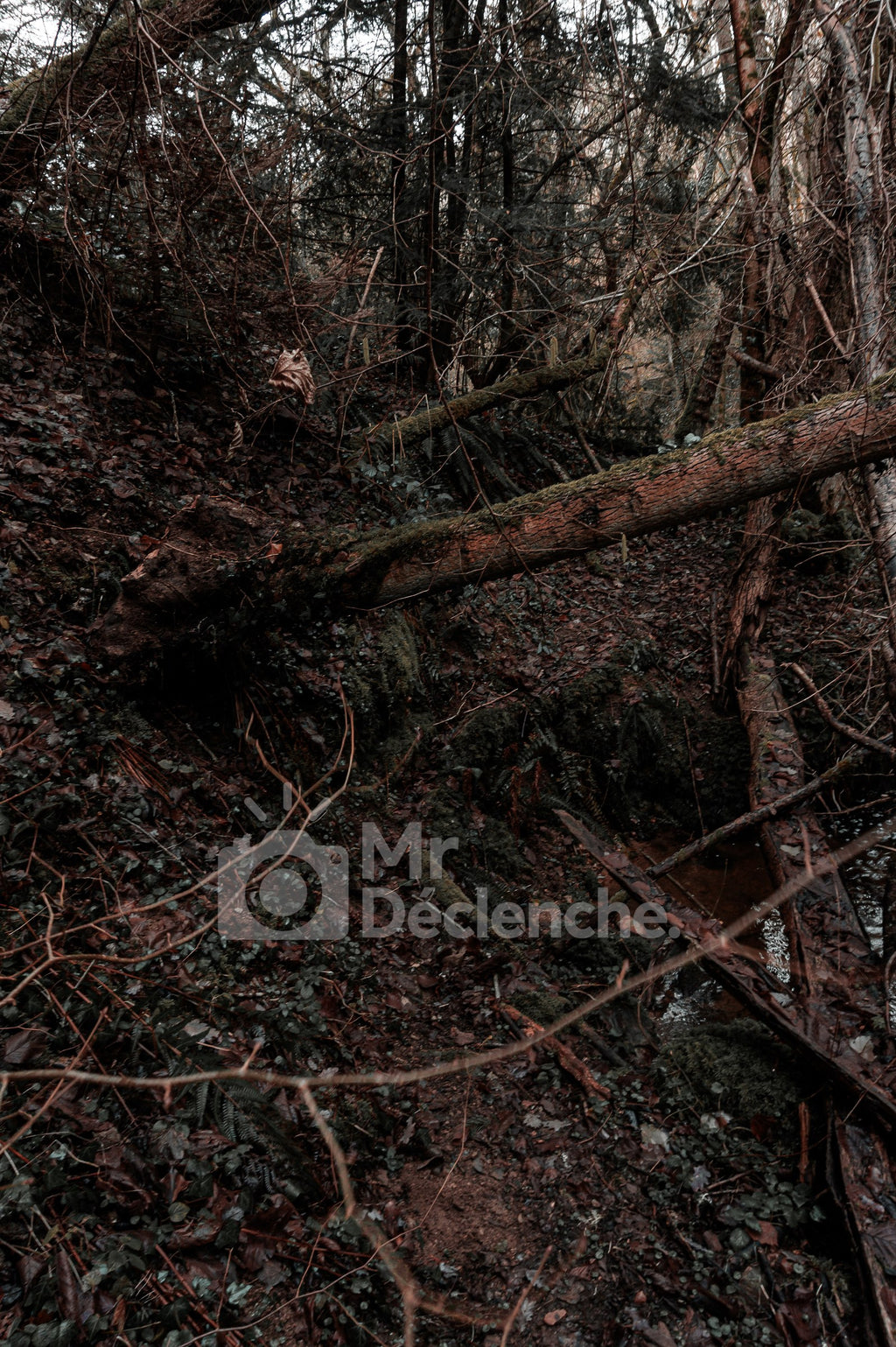 Le bois tombé – photographie MrDéclenche.