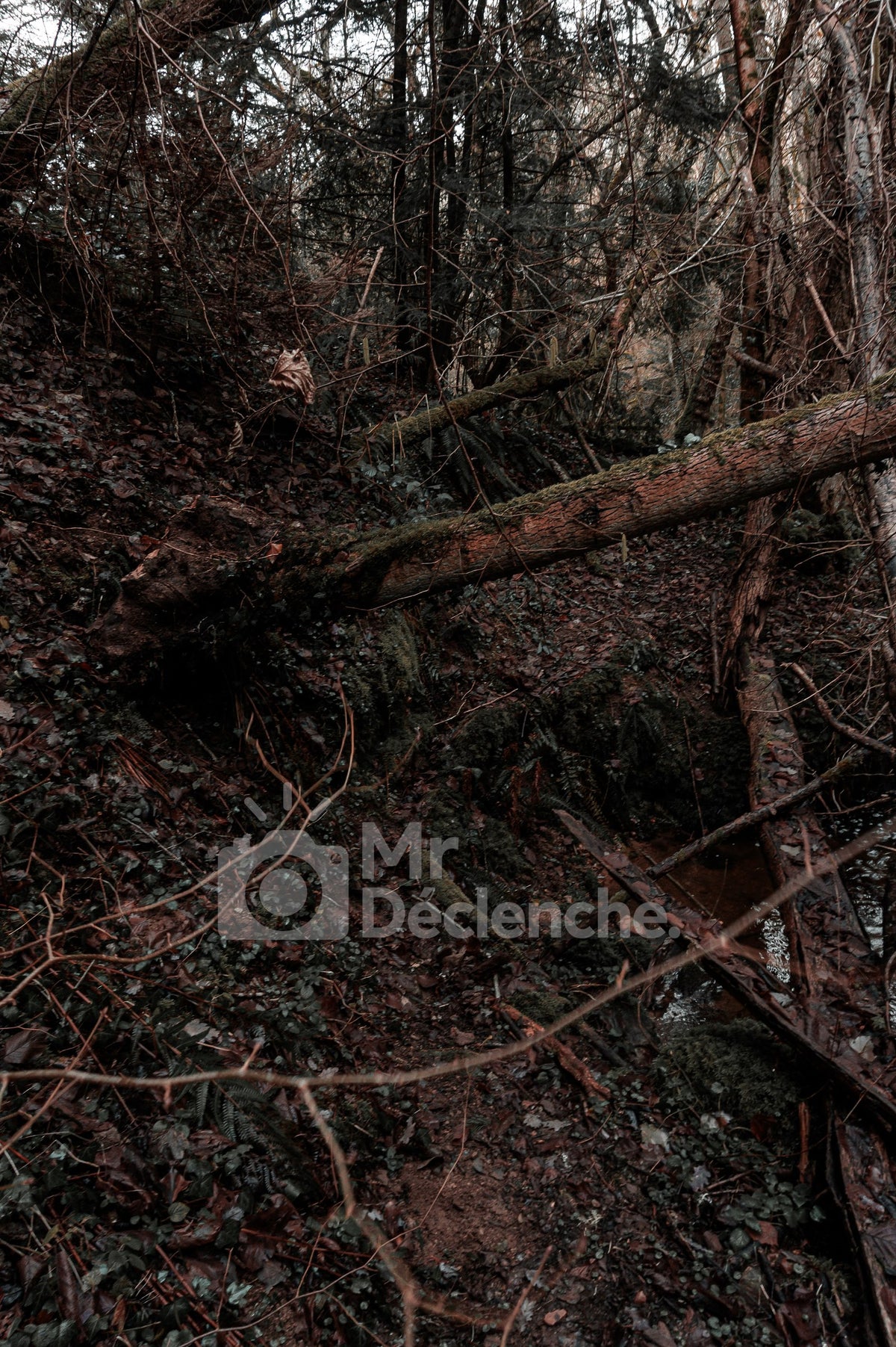 Le bois tombé – photographie MrDéclenche.