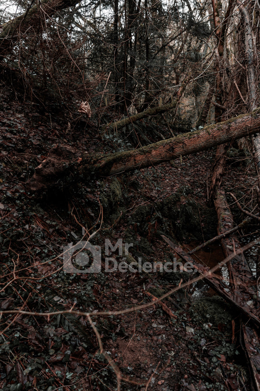 Fallen wood on Alu Dibond