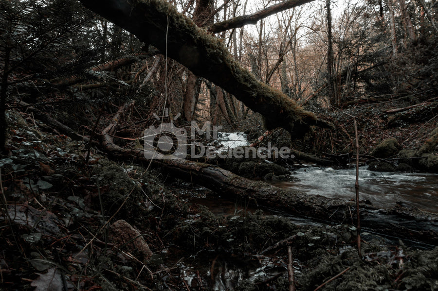 The fallen trunk on Alu Dibond