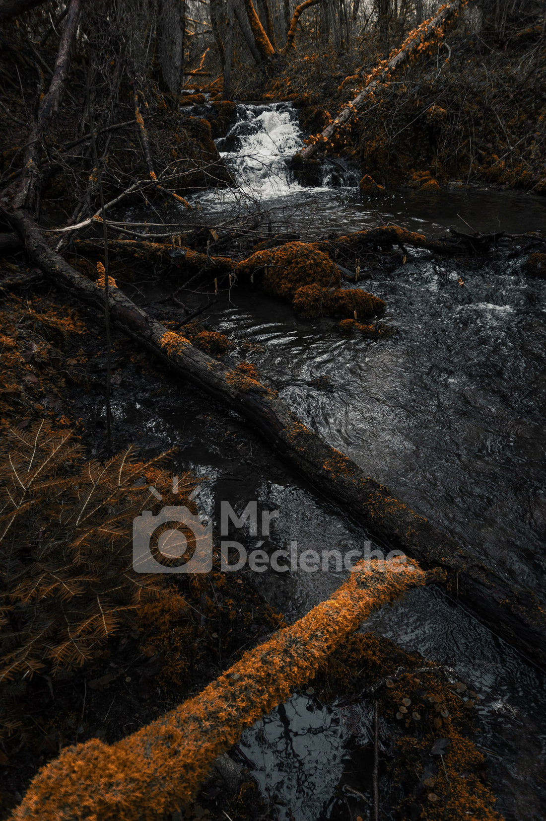 The Golden Torrent