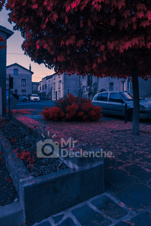 L'arbre rouge – photographie MrDéclenche.