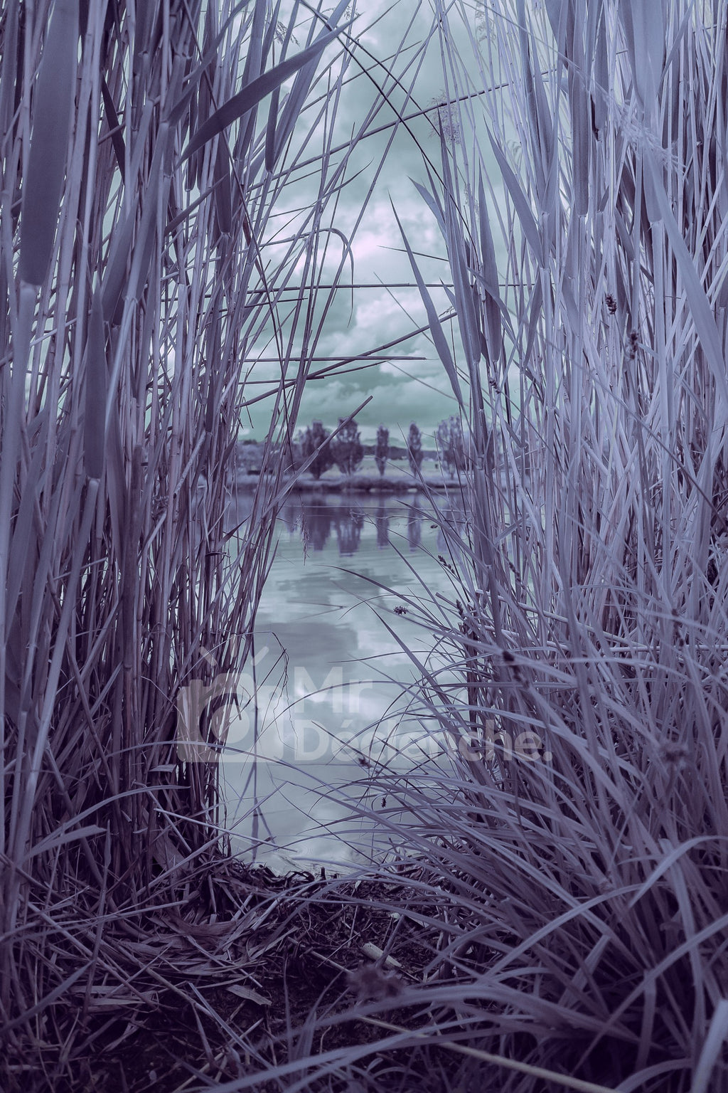 Les roseaux violets – photographie MrDéclenche.