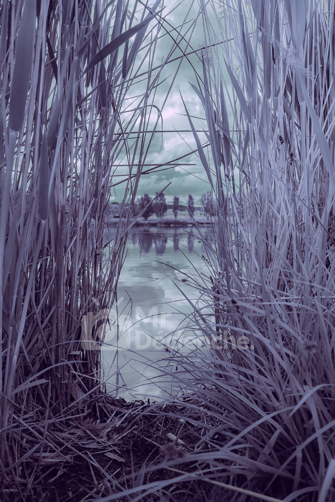 The purple reeds