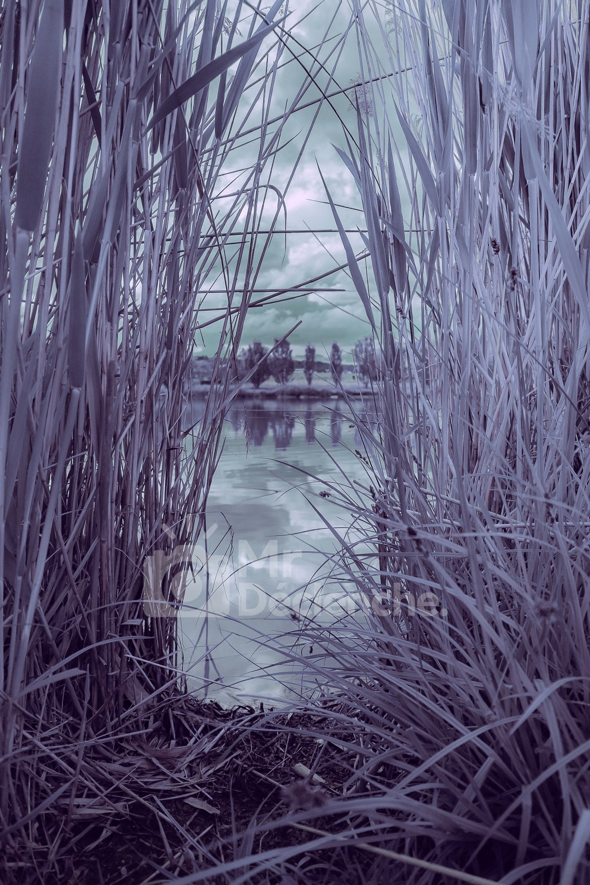 Les roseaux violets – photographie MrDéclenche.
