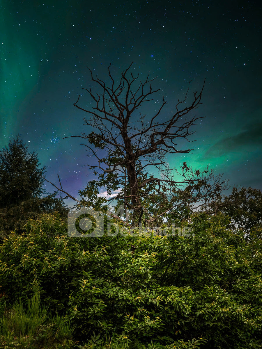 The tree at dawn on Alu Dibond